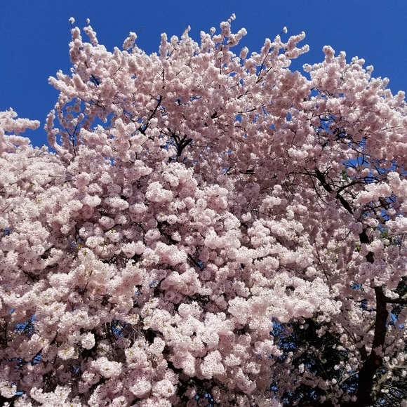 Meet your Posher, Helene - Picture 1 of 1